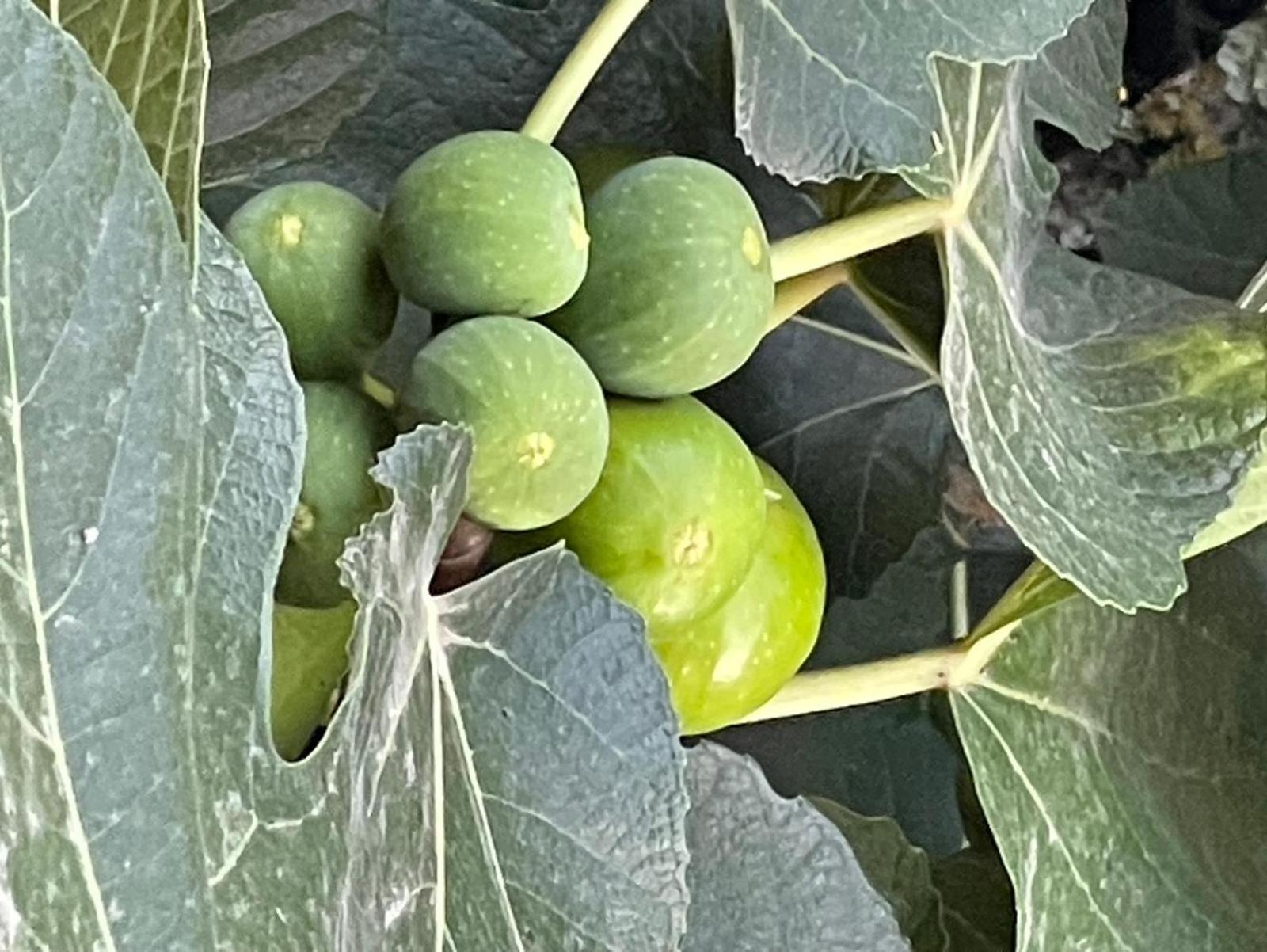 הוילה רסנדה Quintinha De Pinouco מראה חיצוני תמונה